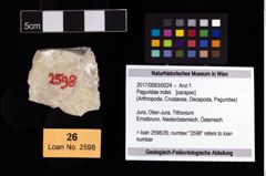 Foto (Objekt + Etikett) von Paguridae indet.  (NHMW-GEO-2017-0093-0024)